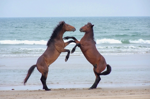15 Breathtaking Photos Of The Wild Horses Of The Outer Banks
