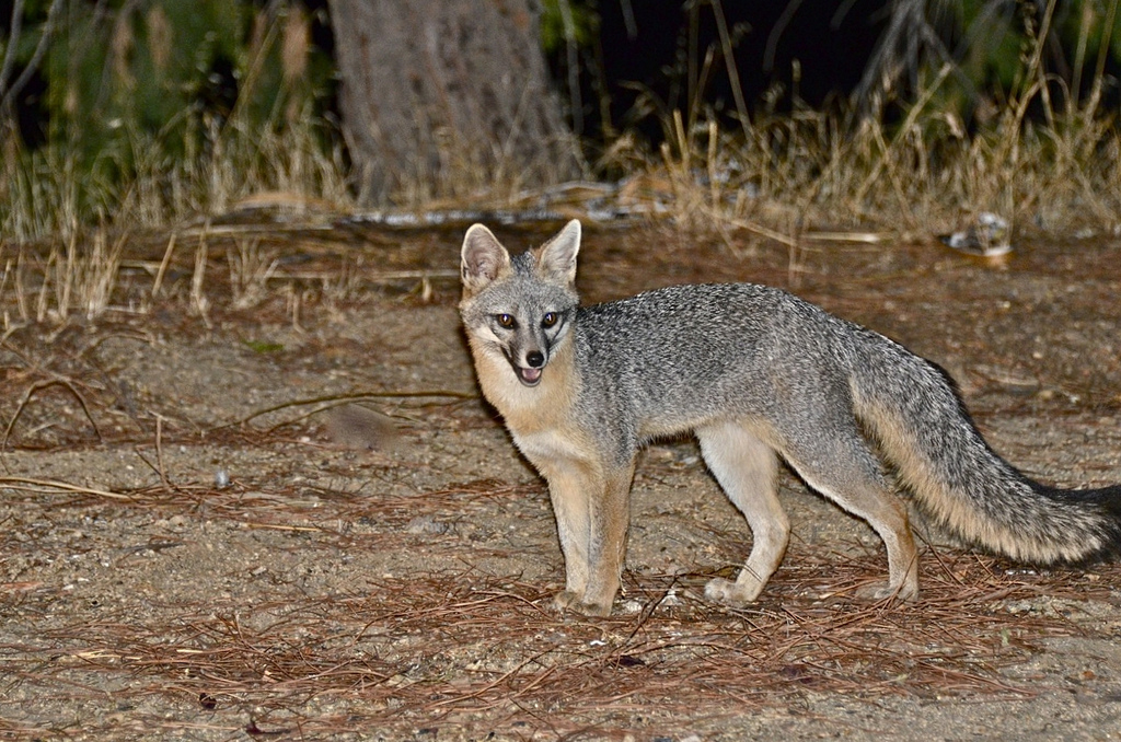 10 Photos of Dangerous Animals in West Virginia