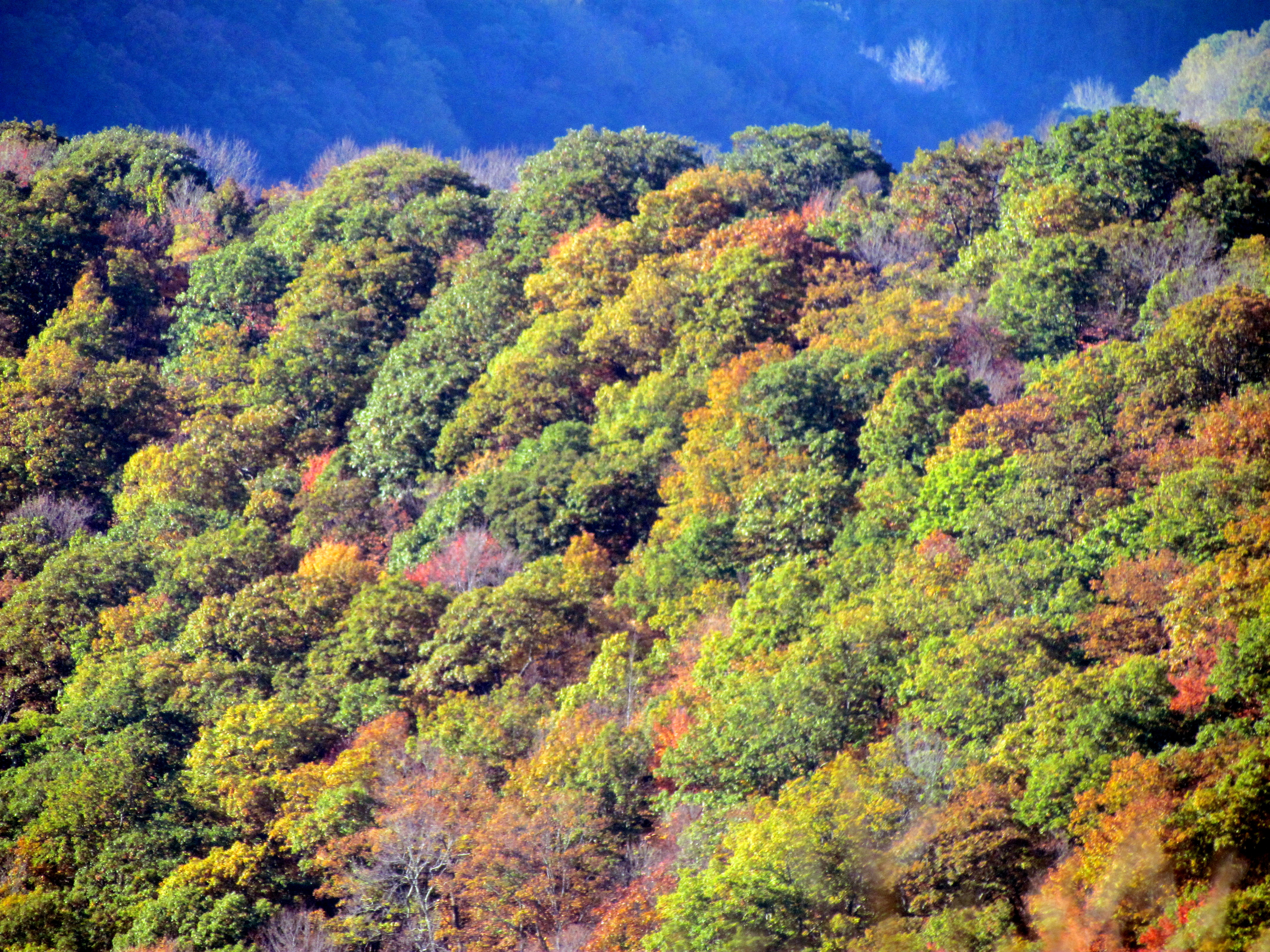 This Map Shows Where And When To See Fall Colors In North Carolina