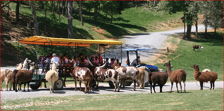 Safari In Va >> This Wildlife Safari May Be The Most Unique Park In Virginia Safari In Va >> This Wildlife Safari May Be The Most Unique Park In Virginia
