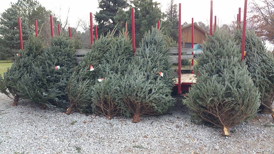 11 Places To Get Fresh Live Christmas Trees In Nebraska
