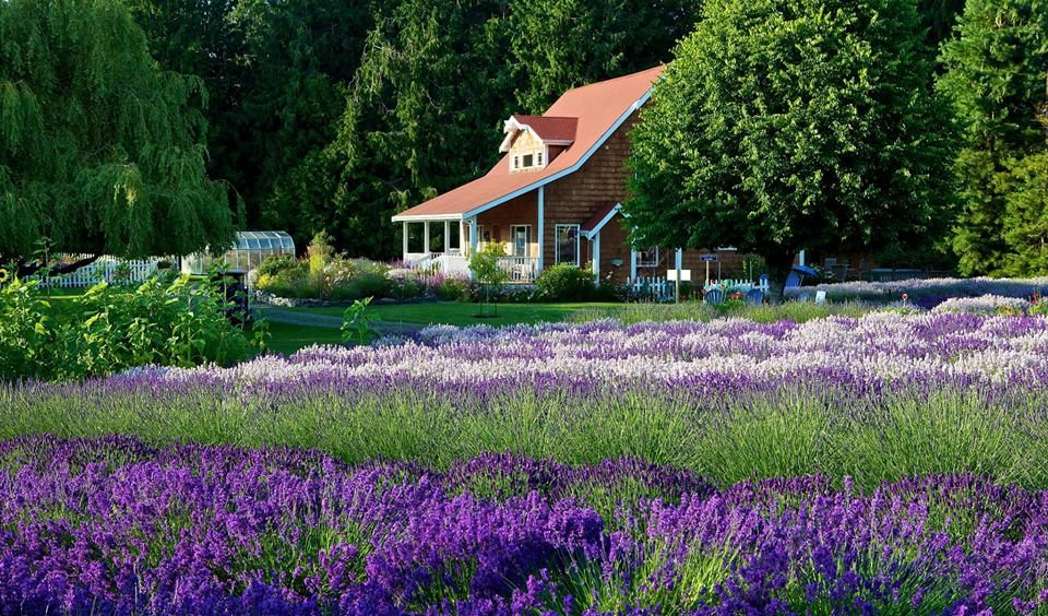 The Beautiful Lavender Farm In Sequim, Washington You Need To Visit