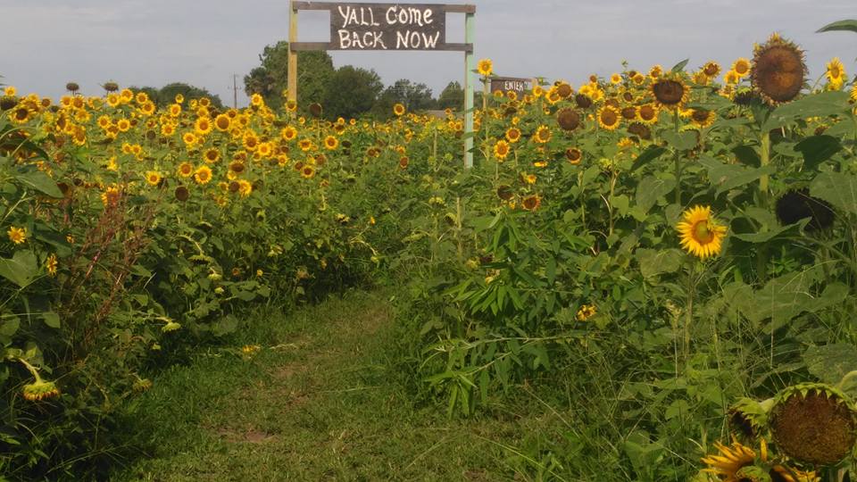 Most People Don't Know About This Magical Sunflower Field In Florida