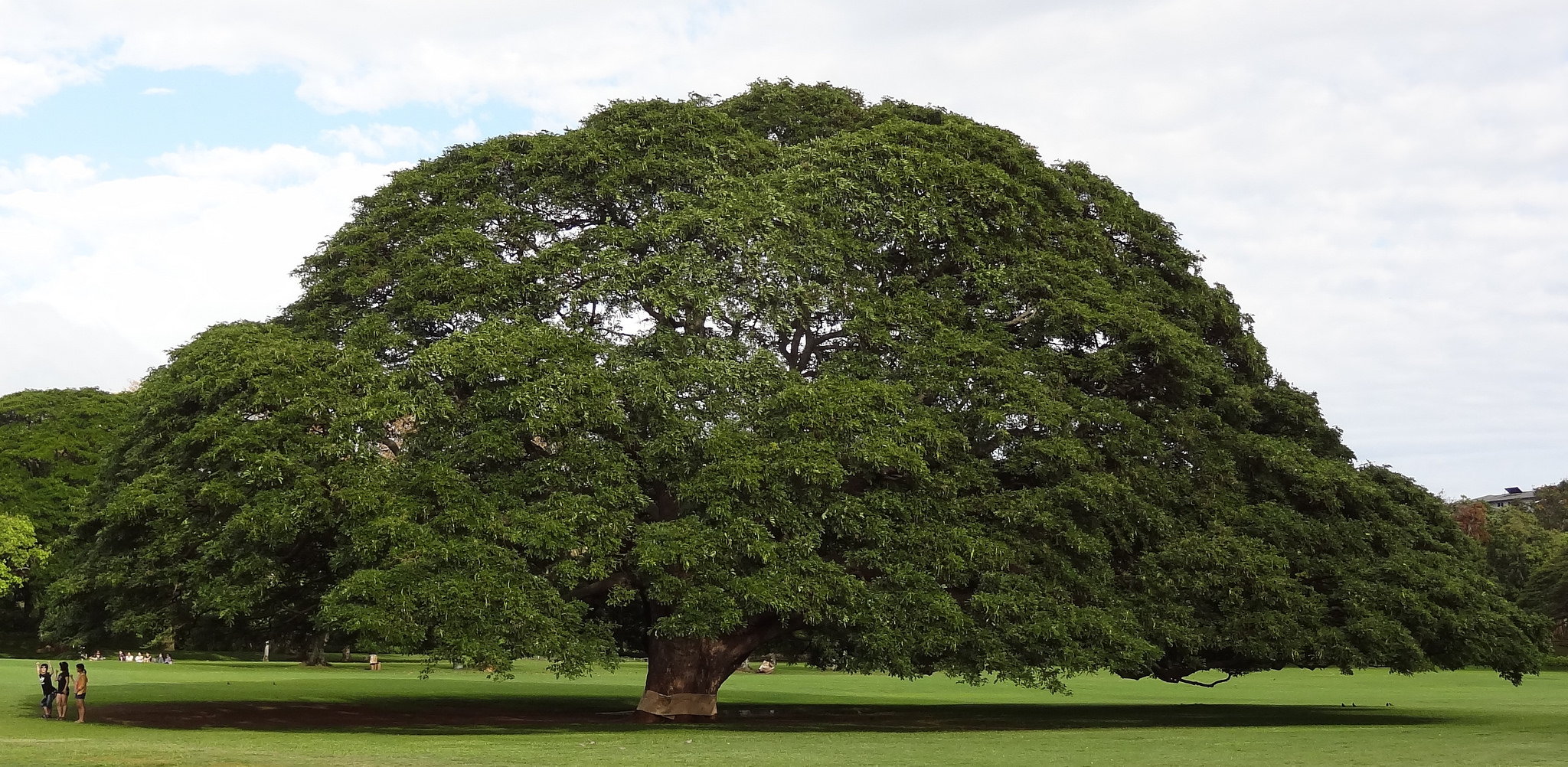 The One Tree In Hawaii That's Worth Nearly Half A Million Dollars