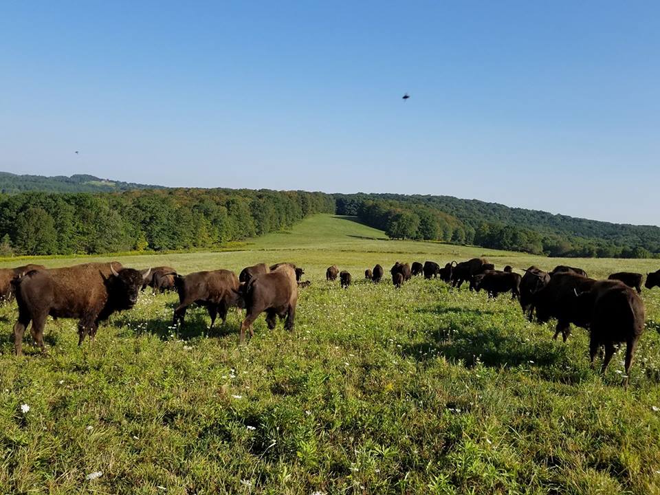 Maple Ridge Bison Ranch Is Best Bison Farm Near Buffalo