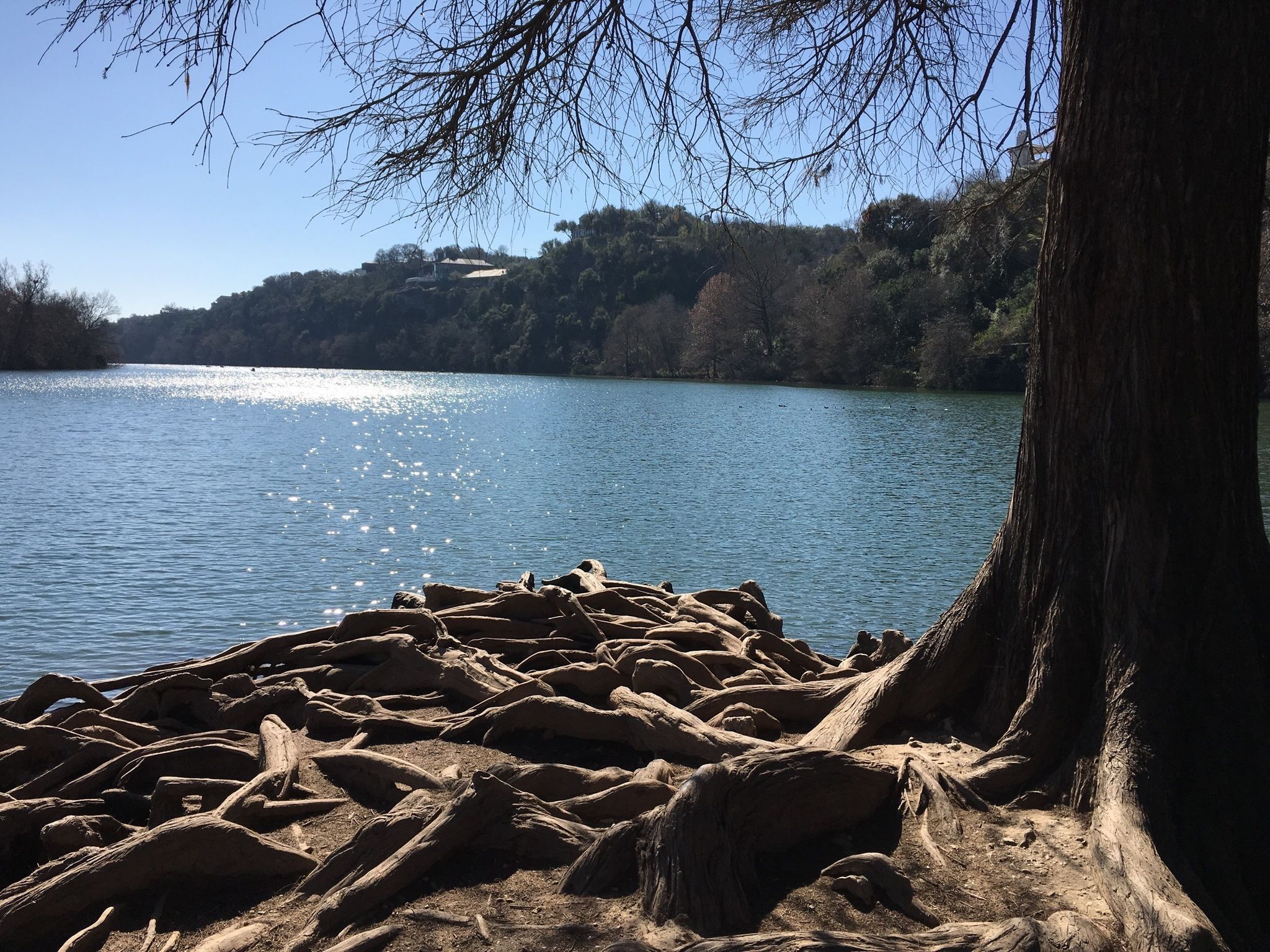 Red Bud Isle Trail Is The Shortest And Sweetest Hike In Austin