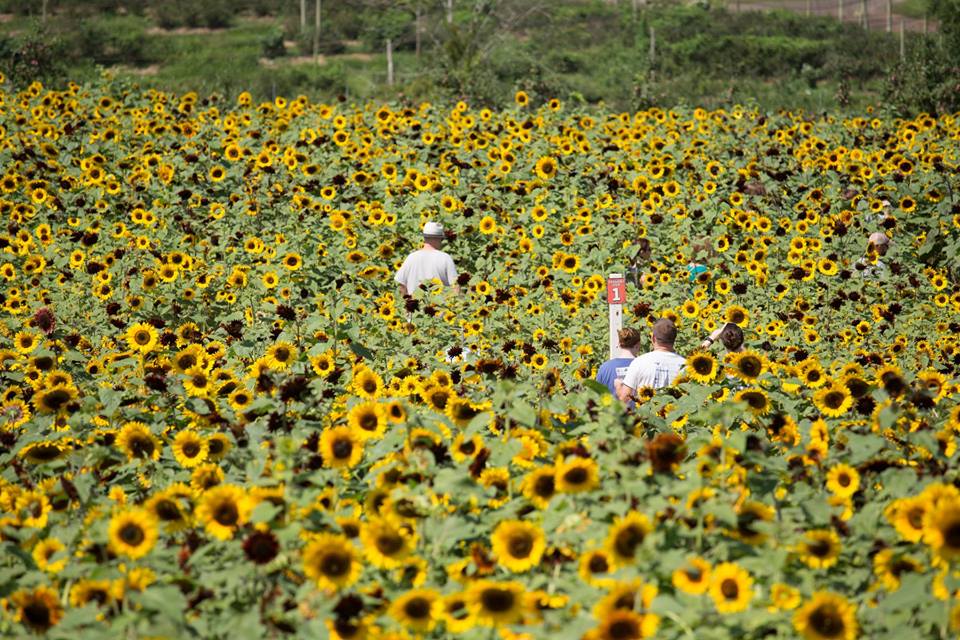 Lyman Orchards Has A 2.5Acre Sunflower Maze In Connecticut And It's Magnificent