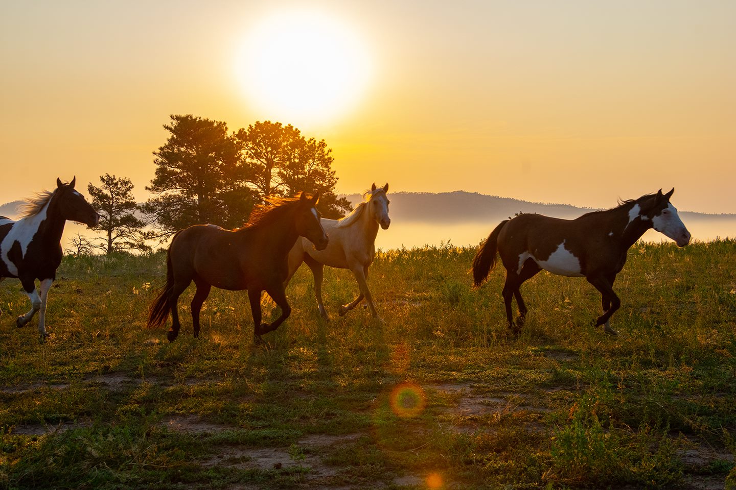 The Black Hills Wild Horse Sanctuary In South Dakota Is A Must See