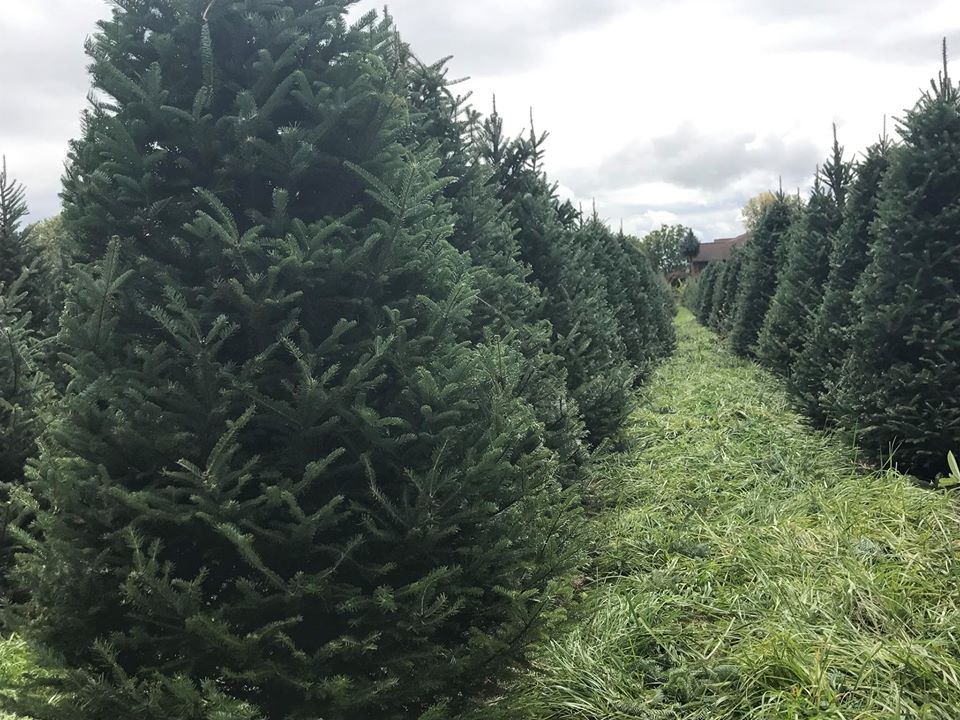 Bartels Farm Is The Best Christmas Tree Farm Near Cincinnati