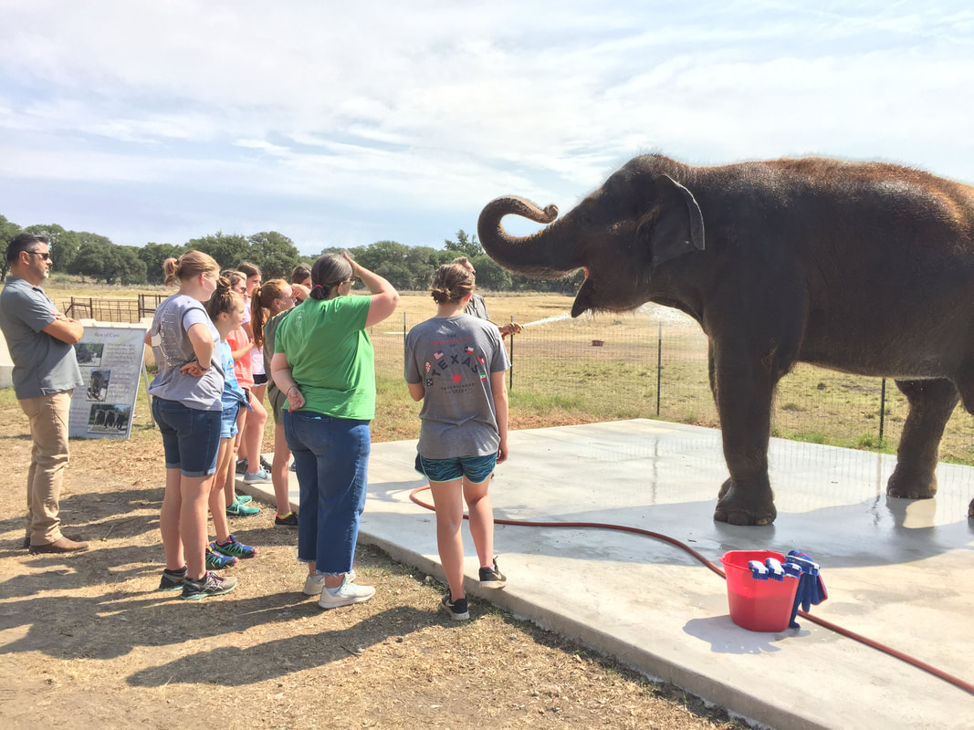Meet Endangered Elephants At This Animal Sanctuary In Texas