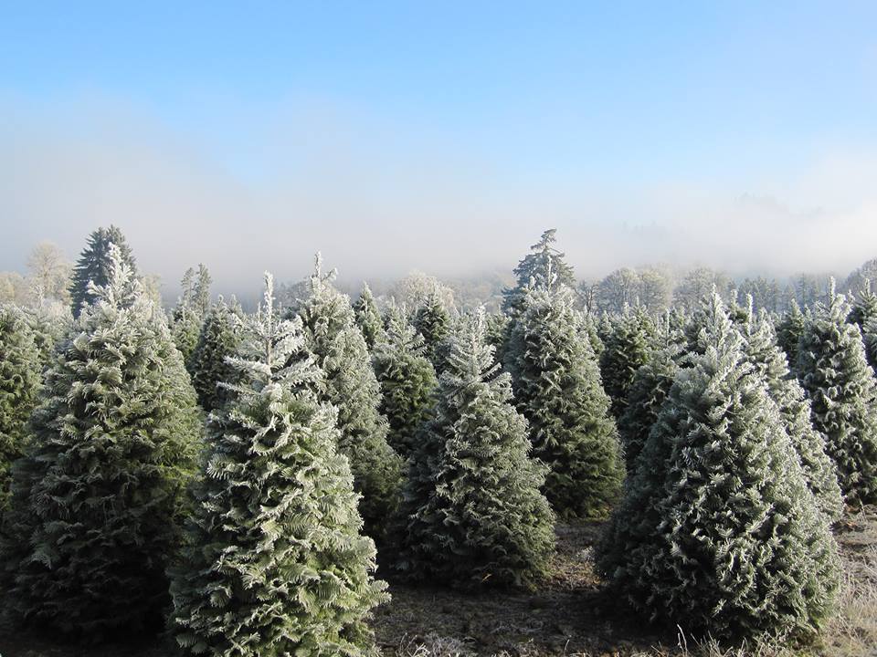 Get Your Christmas Tree From One Of These Tree Farms In Oregon