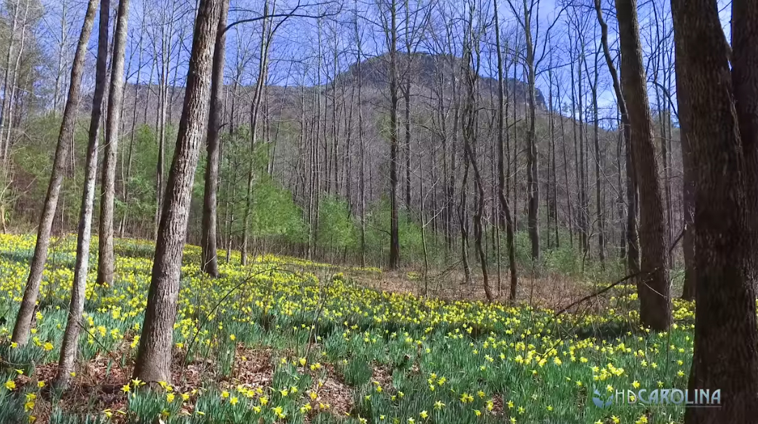 Daffodil Flats In North Carolina Is A Magical Ghost Garden Filled With