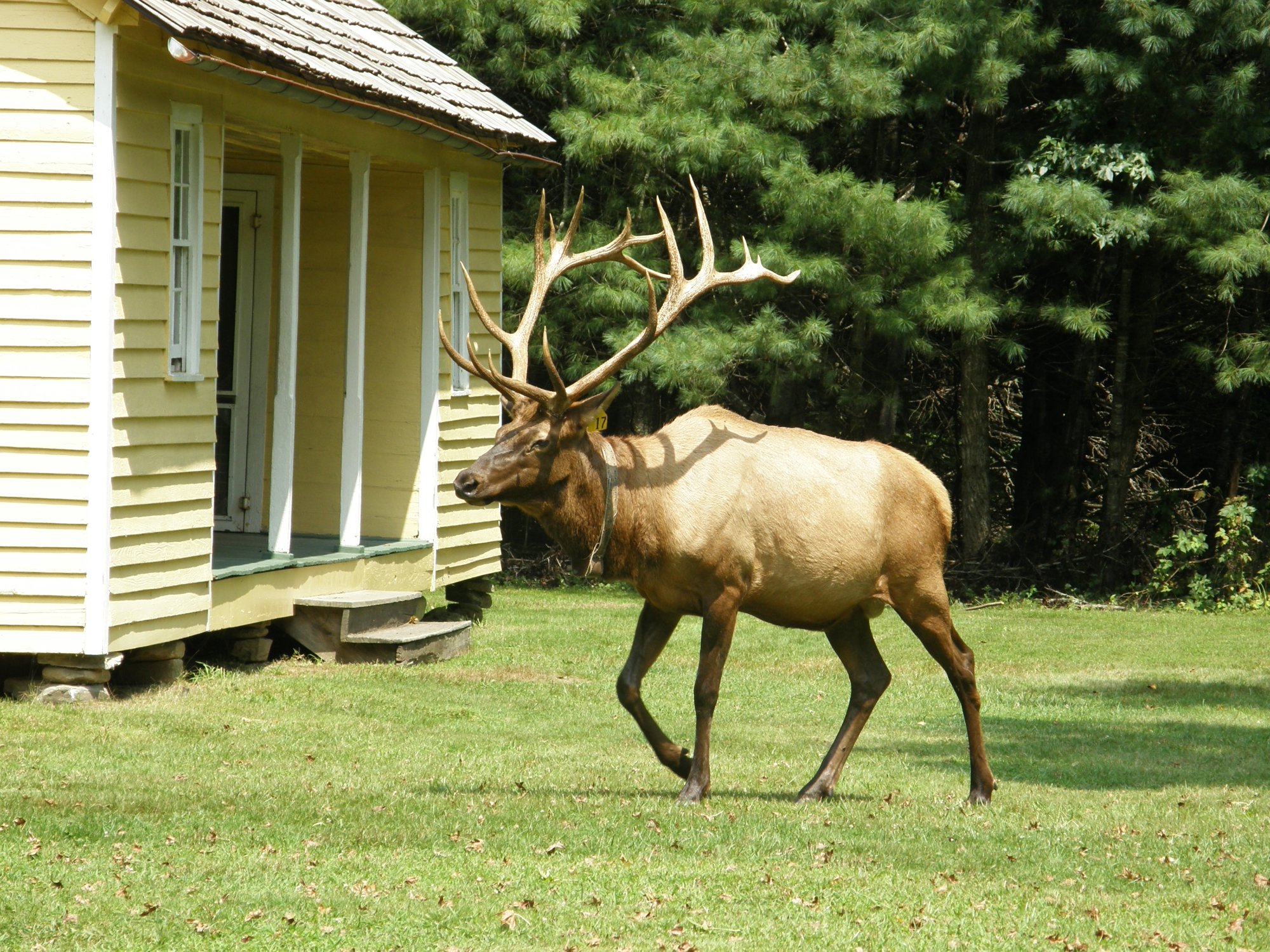 Spot Herds of Elk In The Wild In Cataloochee Valley North Carolina