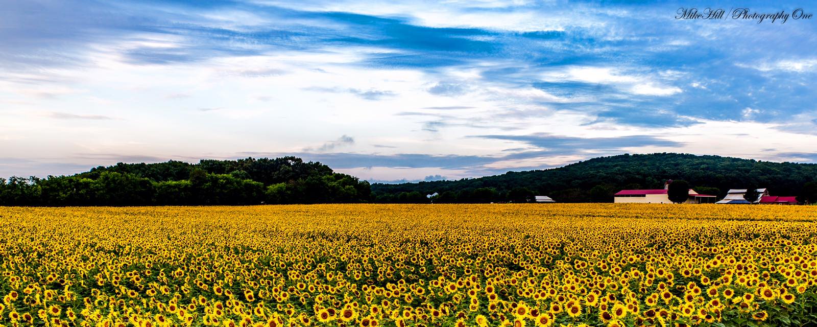 This 40Acre UPick Sunflower Farm Near Nashville Is The Perfect Way To
