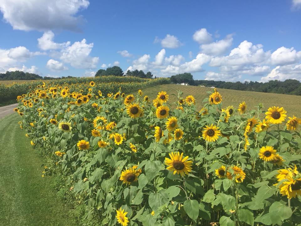 PickYourOwn Sunflowers At This Garden In Maryland