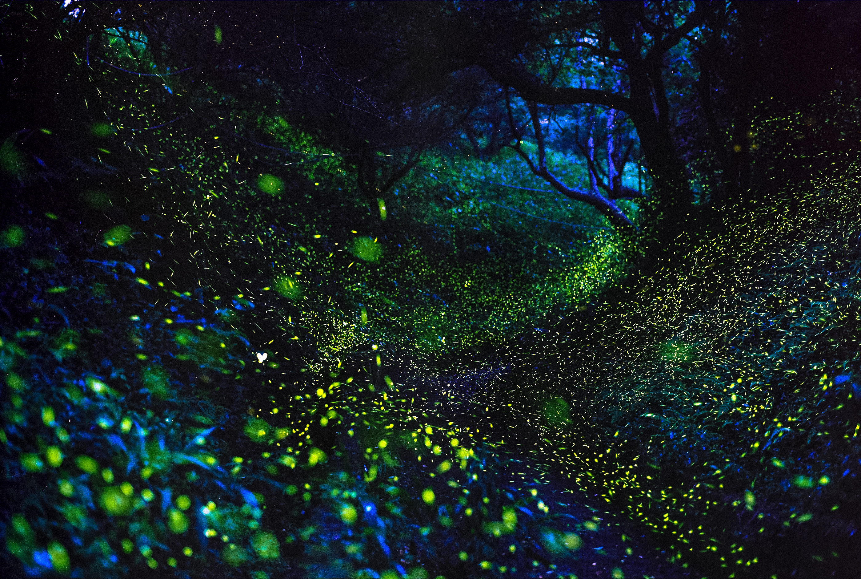 Here’s Where And When To See Millions Of Fireflies This Spring