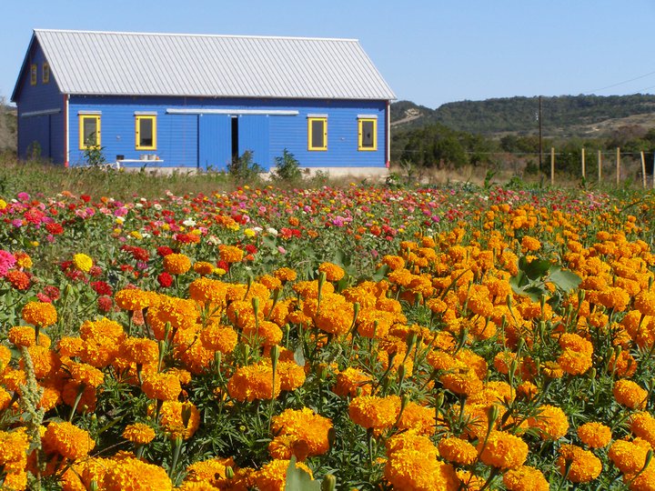 Arnosky Family Farms In Texas Has 20 Acres Of Wildflowers