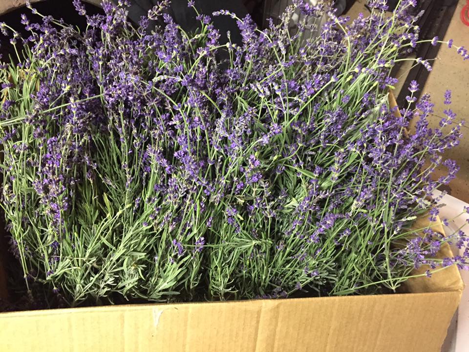 White Diamond Lavender Farms In Hope, Indiana Laveneder Festival