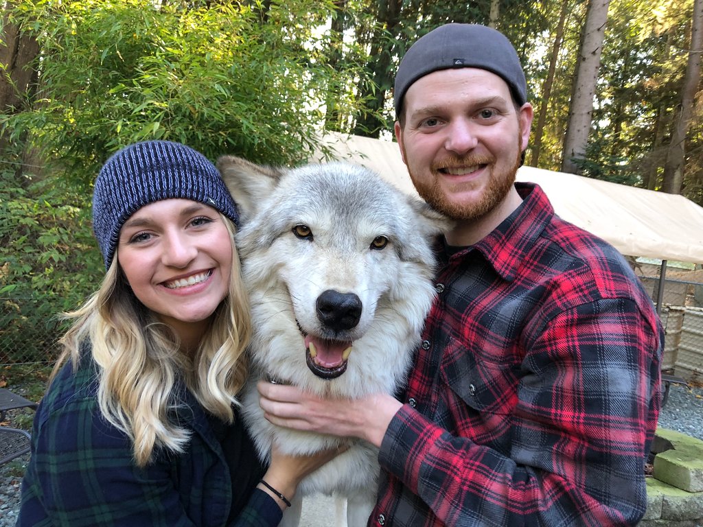 This Wolf Encounter In Washington Is A Once-In-A-Lifetime Experience