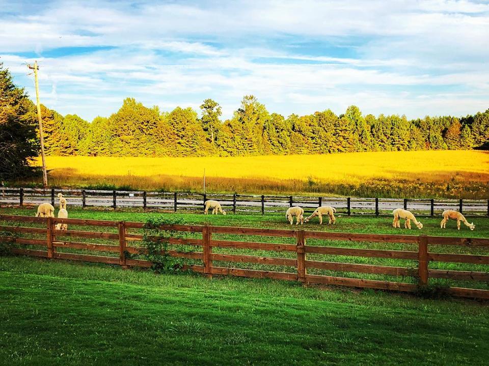 Visit The Unique Alpaca Farm In Georgia Known As Shaw Farms