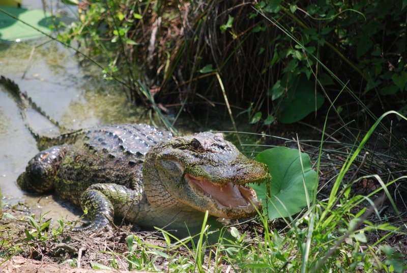 It's Prime Season For Alligators In Red Slough Wildlife Management Area