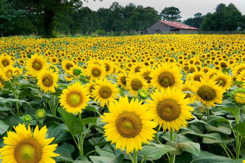 The Sunflower Farm In Is As Beautiful As You Would