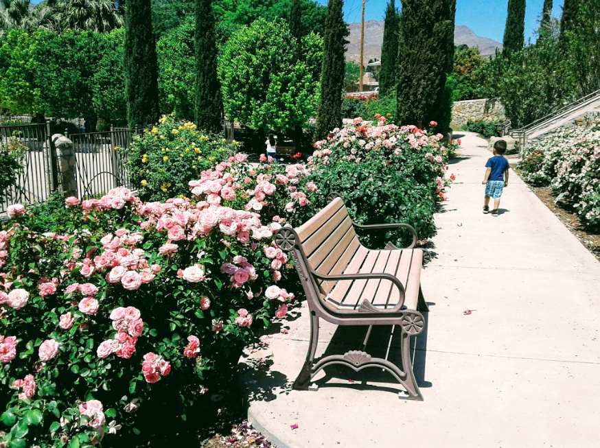 There S A Beautiful Rose Garden Hiding In El Paso Texas