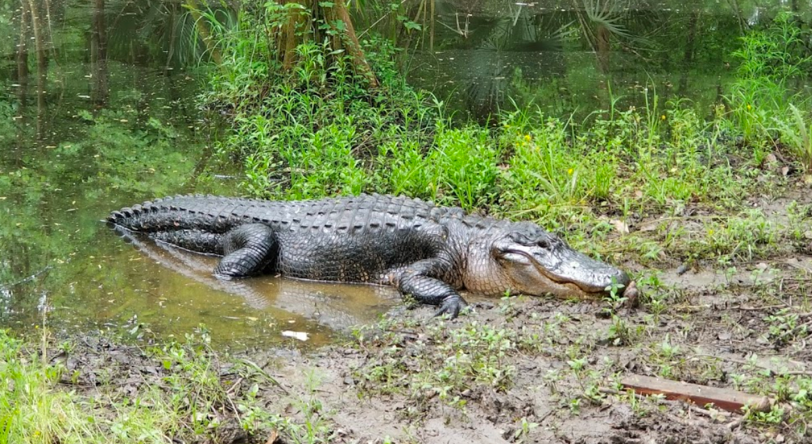 This Little Cajun Village In Louisiana Is A Must See