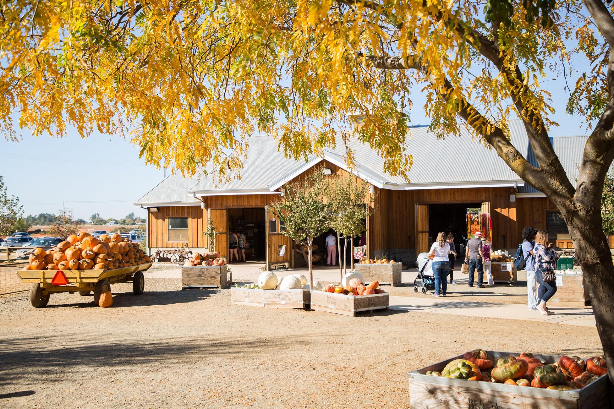Visit The 90Acre Pumpkin Patch At Farm In Northern California