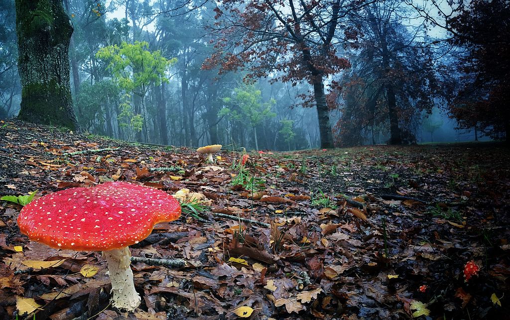 Keep Your Eye Out For These Rare Poisonous Mushrooms In Colorado
