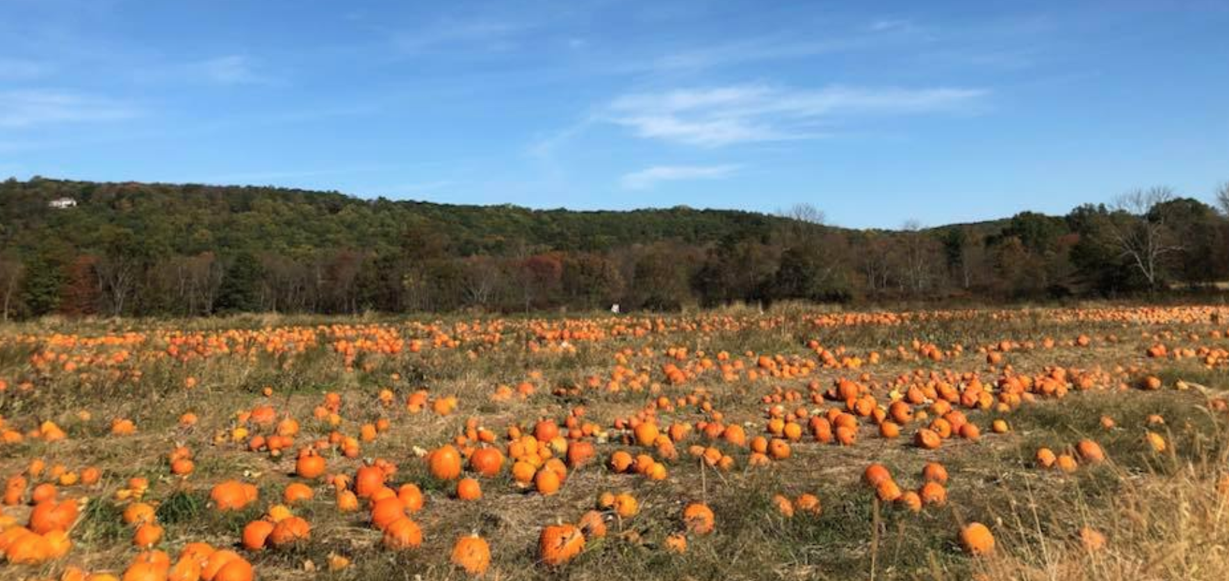 Ort Farms In Long Valley, NJ Hosts An Amazing Fall Festival Each Year