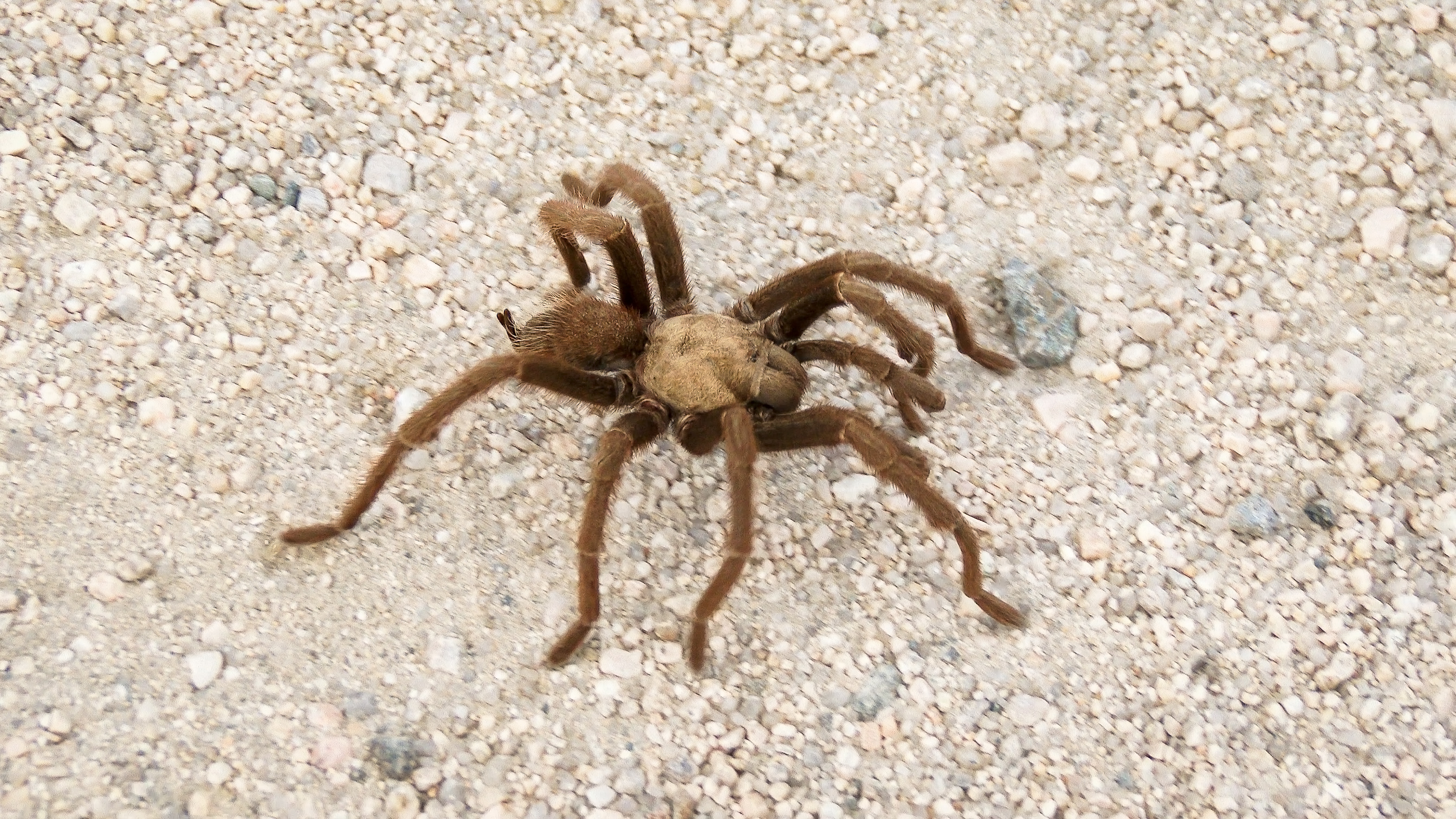 Thousands Of Giant Tarantulas Can Be Seen Around Northern California