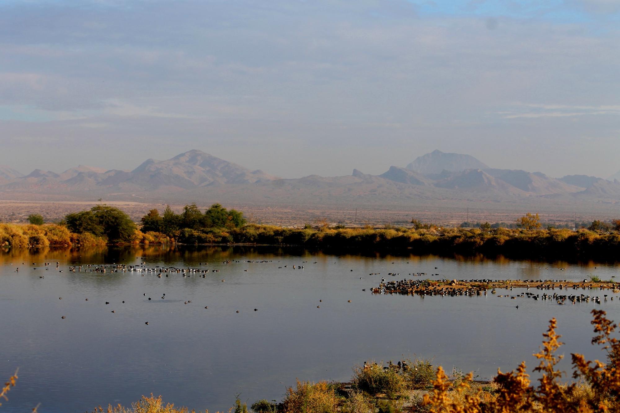 Visit The Henderson Bird Viewing Preserve In Nevada To Watch Wildlife