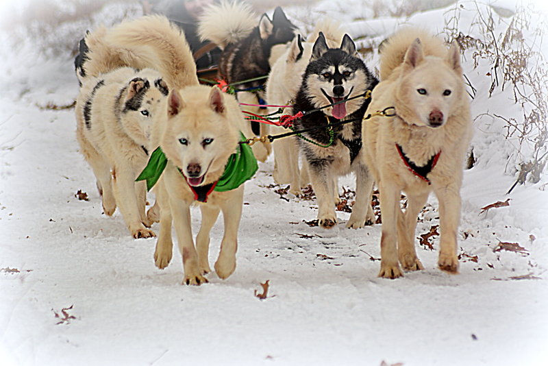 arctic paws dog sled tours