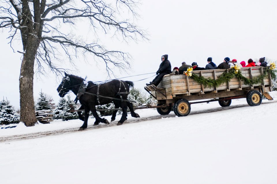 Oney's Tree Farm In Woodstock, Illinois Is A Christmas Tree Farm