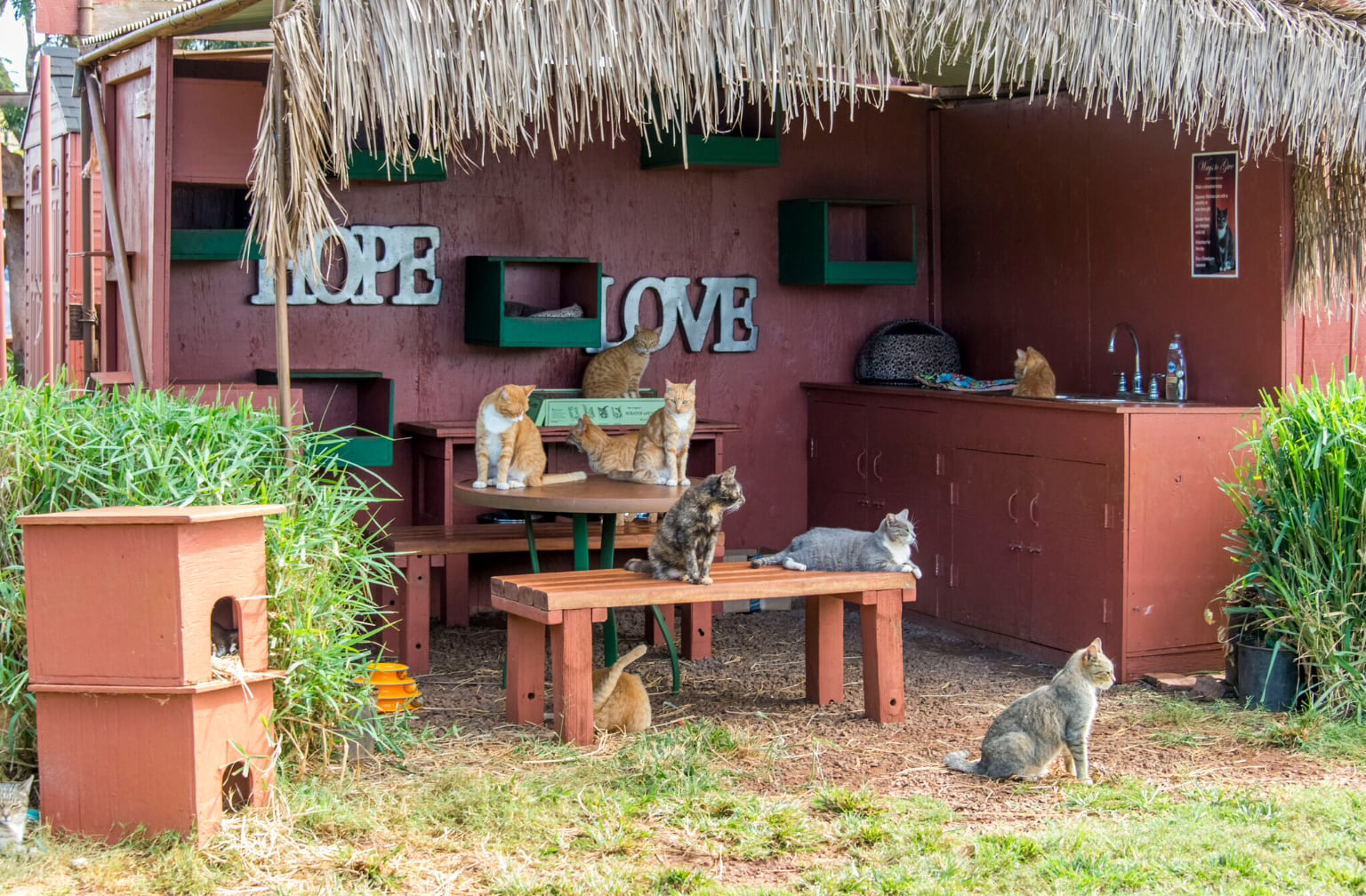You'll Want To Pet And Snuggle The Cats At Lanai Cat Sanctuary In Hawaii