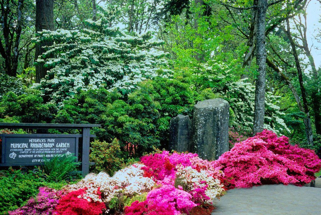 Over 6,000 Different Varieties Of Rhododendrons Bloom At Hendricks Park