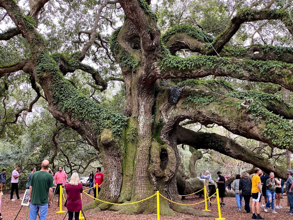 Visit The 400YearOld Angel Oak Tree In Charleston, South Carolina