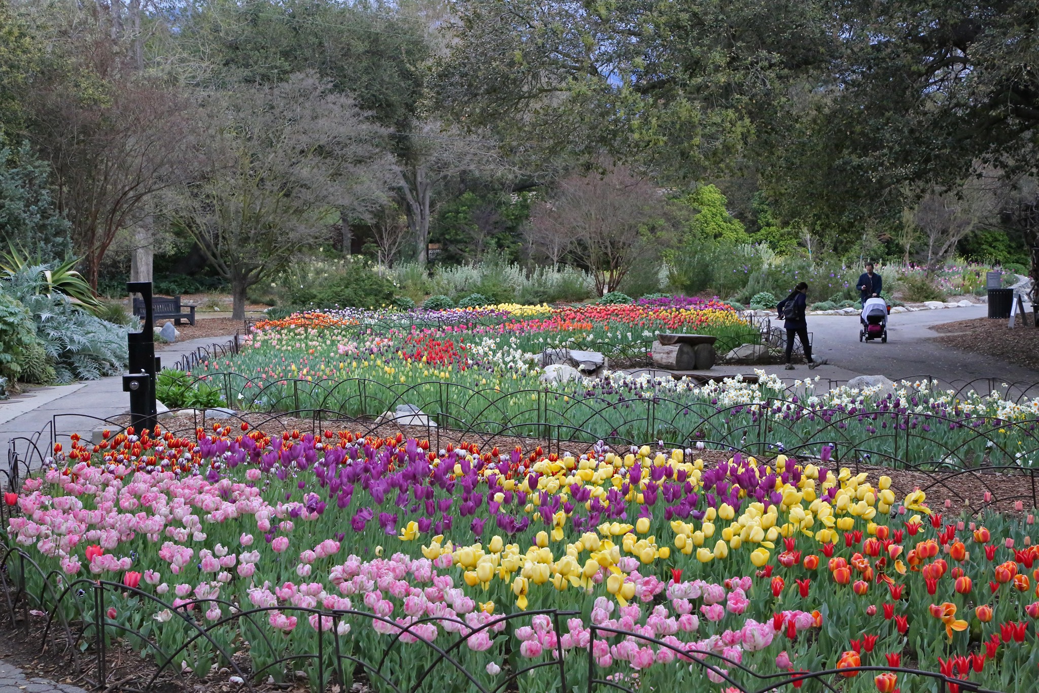 Take A Virtual Tour Through A Sea Of Tulips In Southern California