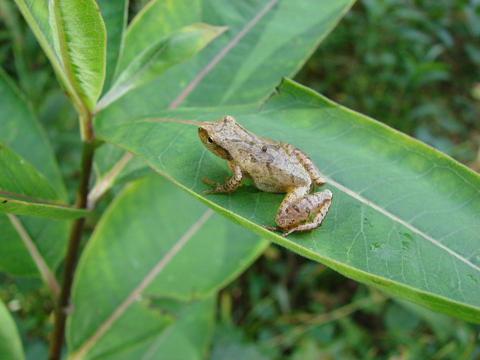 Thousands Of Spring Peeper Frogs Are Singing In Arkansas