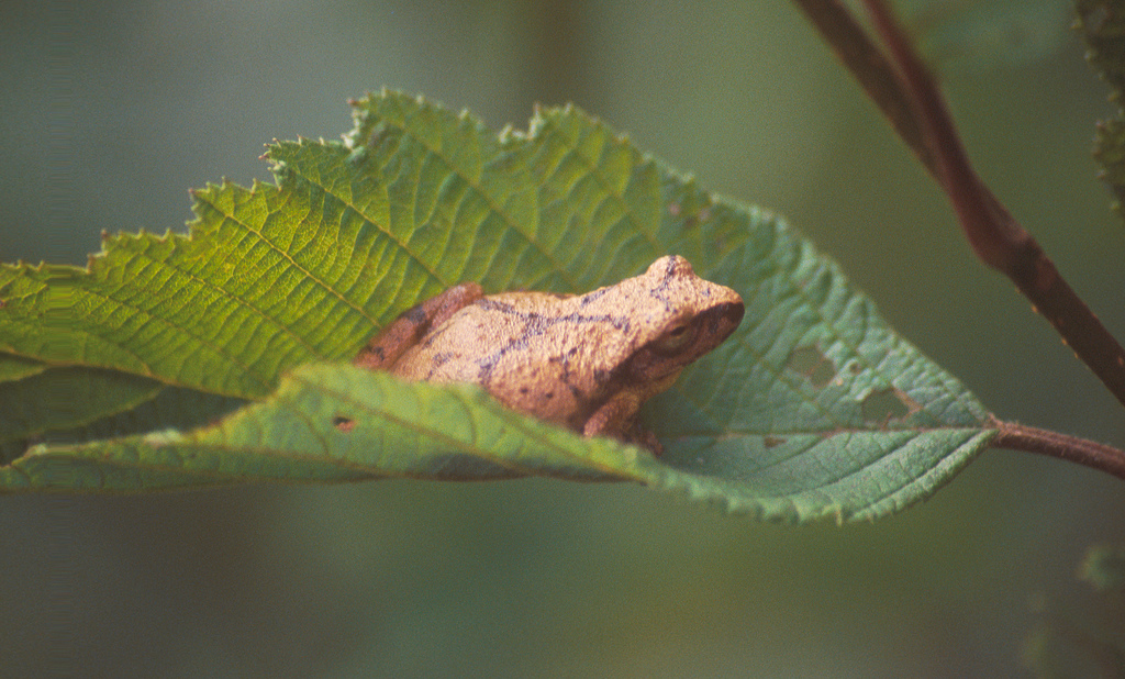 The Song Of Spring Peeper Frogs Bring Normalcy To Connecticut