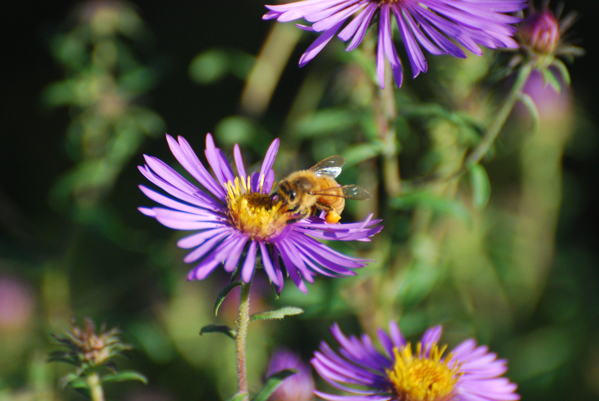 7 Native Plants For The Perfect Delaware Pollinator Garden