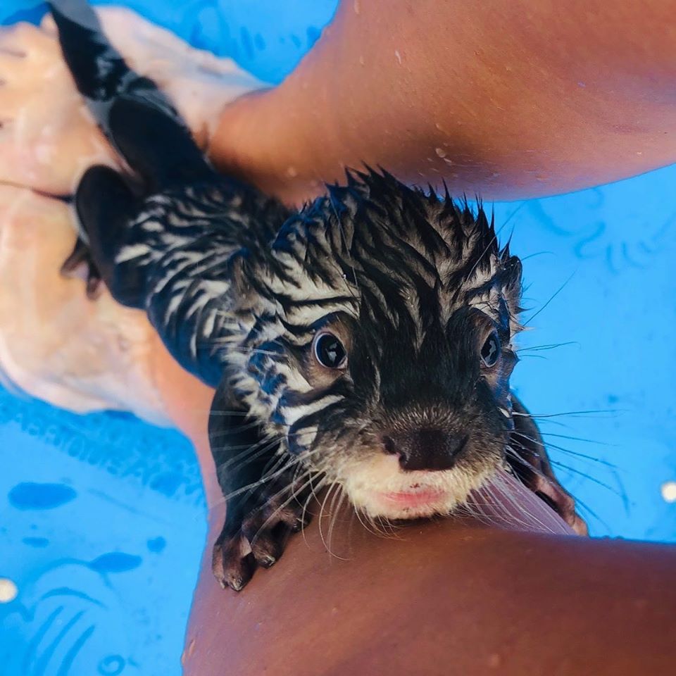 You Can Swim With Otters At Barn Hill Preserve In Louisiana