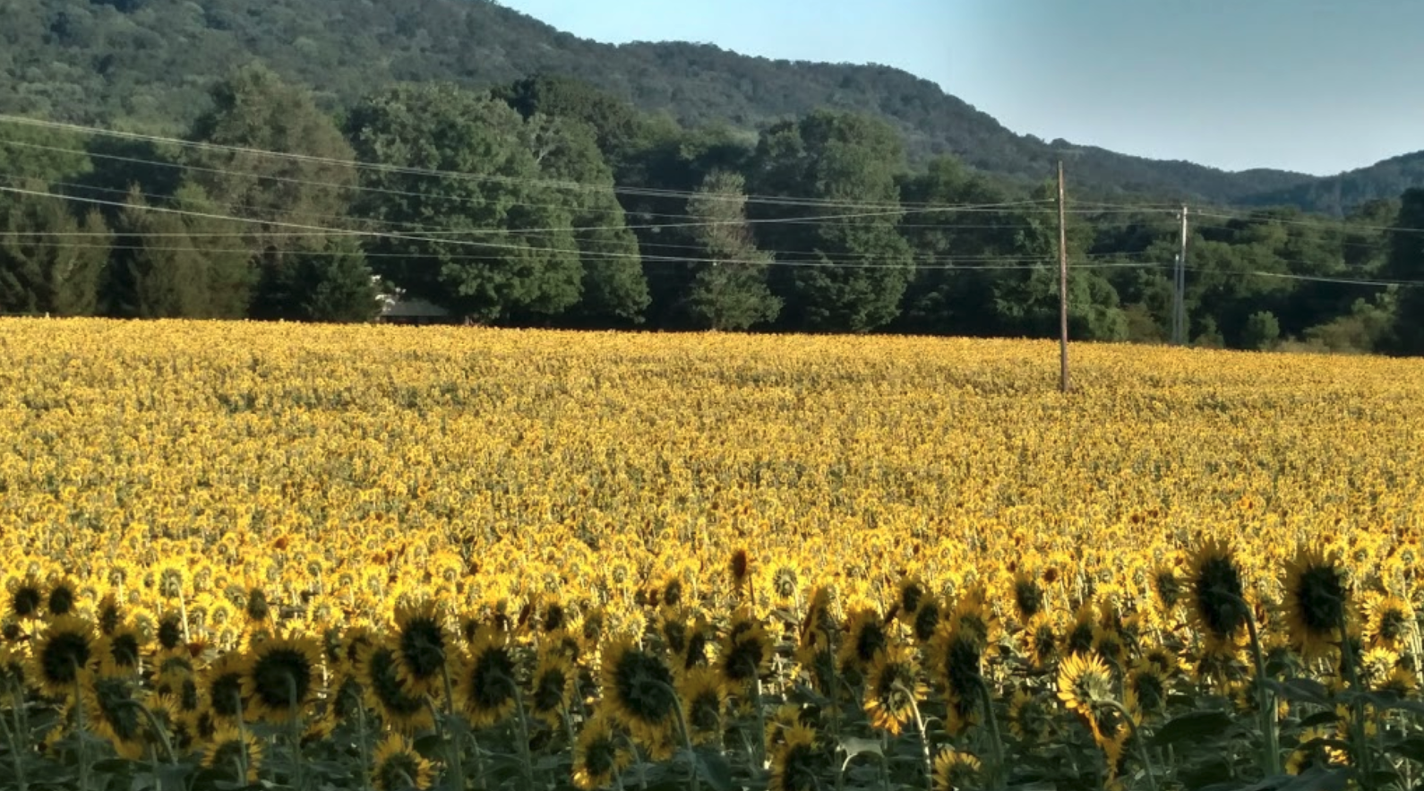 Step Into Another World When You Visit This Whimsical Sunflower Field