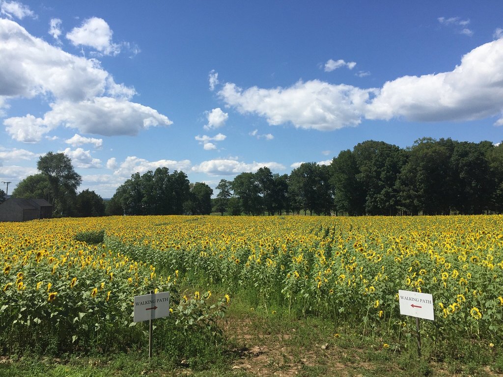 Enjoy Sunflowers And Ice Cream At Buttonwood Farm In Connecticut