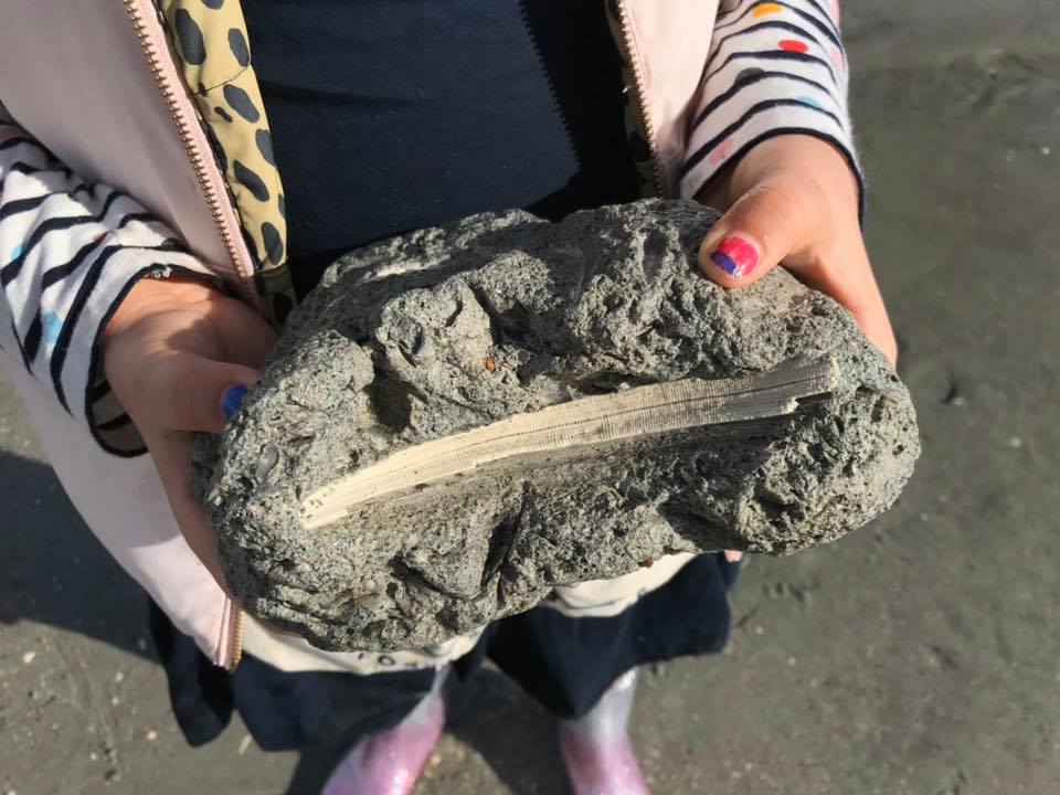 Fossil Hunting In South Carolina Is An Activity Anyone Can Do