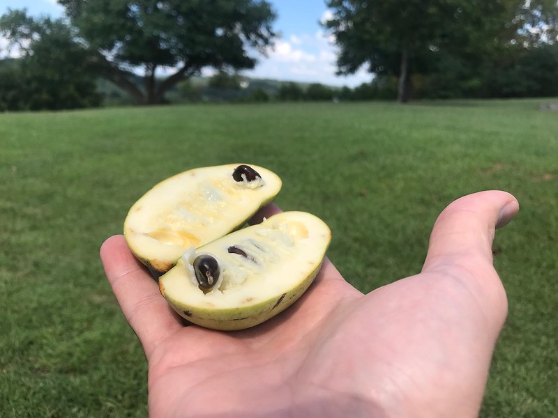 The Paw Paw Is West Virginia's Delicious Native Fruit