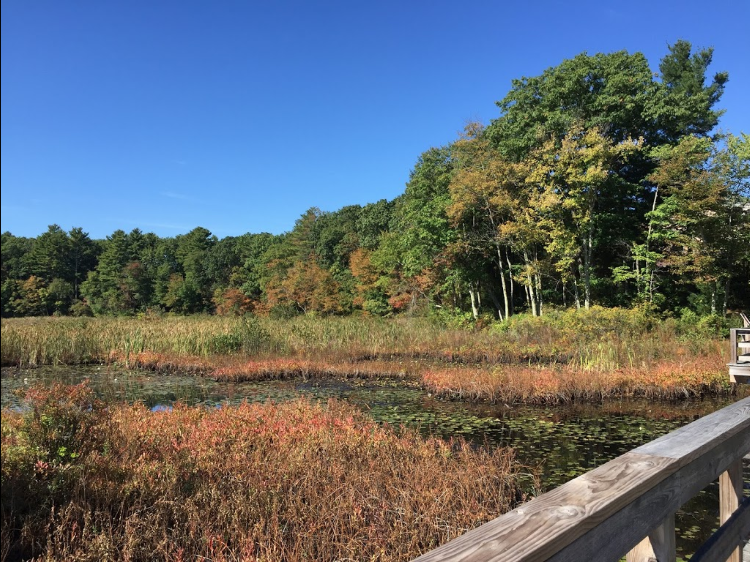 Cranberry Bog Loop Is Best Cranberry Bog Nature Trail In Massachusetts