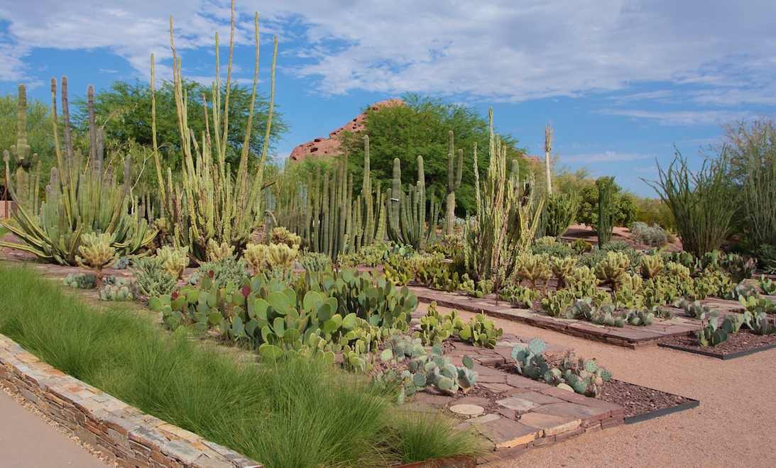 AdmissionFree Once A Month, The Desert Botanical Garden In Arizona Is The Perfect Day Trip
